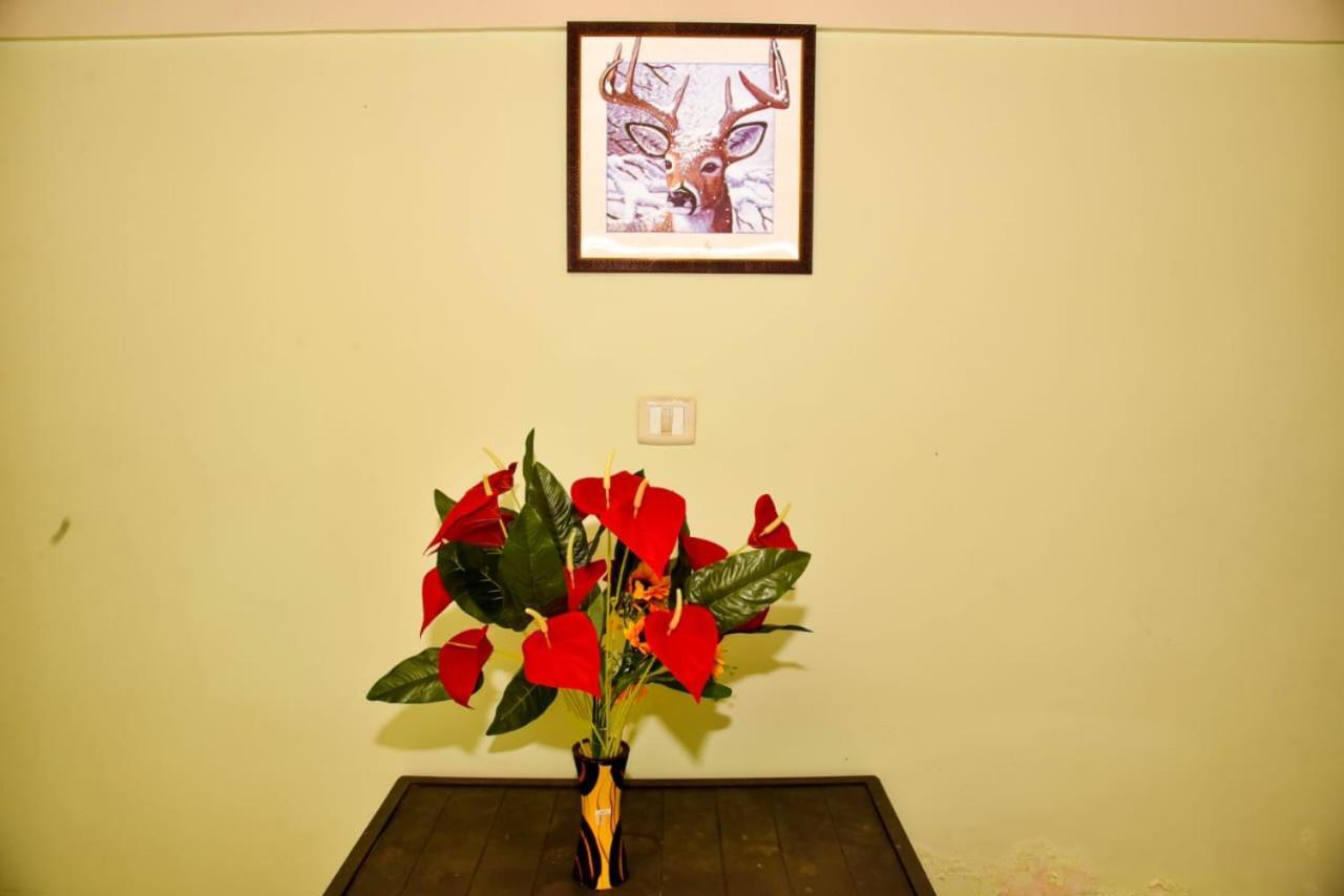 Phoenix View Homestay *